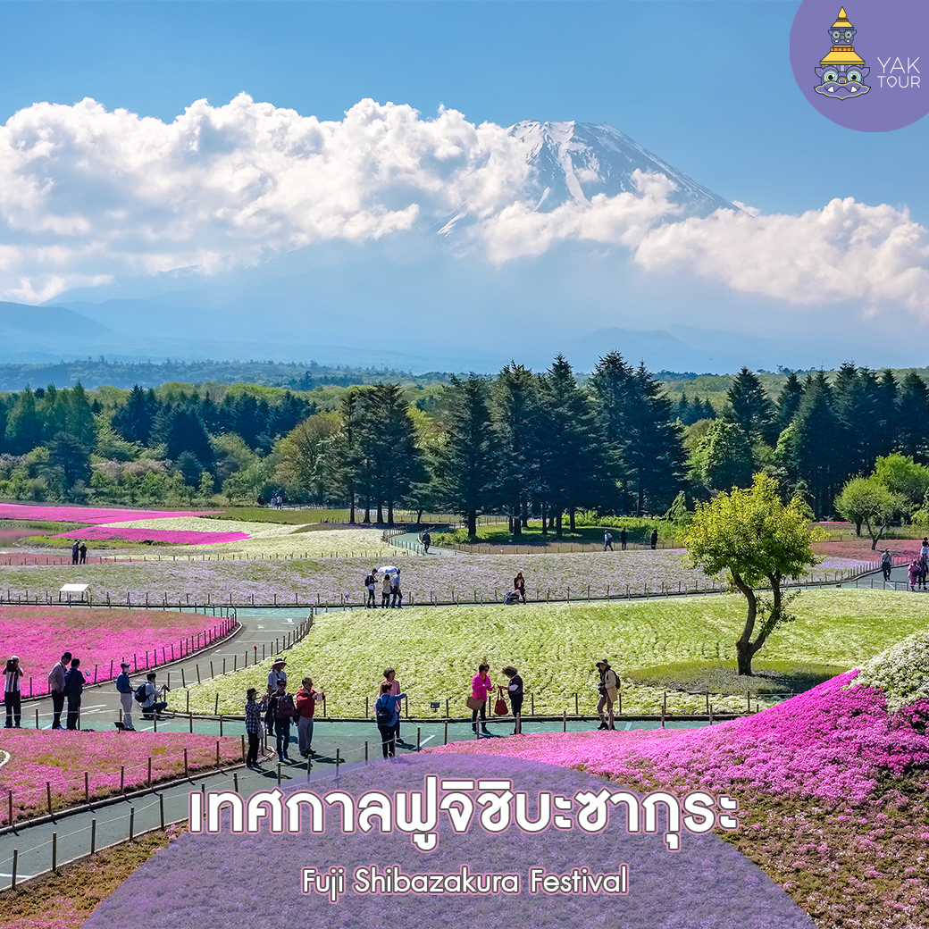 Fuji Shibazakura Festival_japan tour