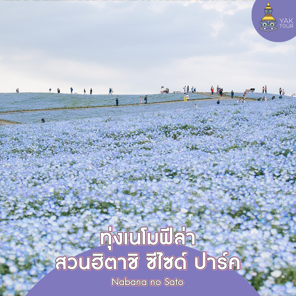 hitachi-seaside-park-japan-tour เที่ยวญี่ปุ่น ไปทัวร์ญี่ปุ่นทุ่งเนโมฟีล่า สวนฮิตาชิ ซีไซด์ ปาร์ค (Hitachi Seaside Park)