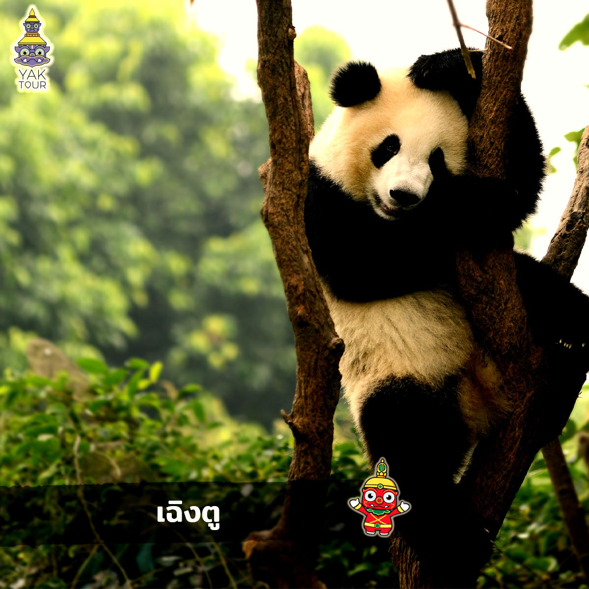 เฉิงตู (Chengdu) ที่เที่ยวจีนแนะนำ