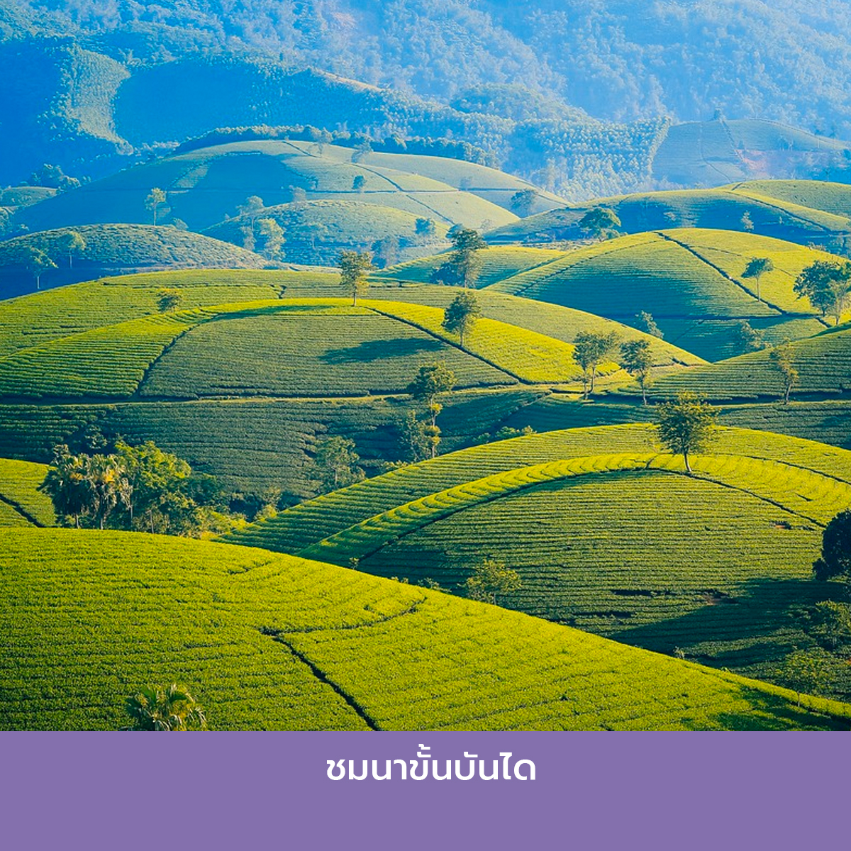 ชมนาขั้นบันไดในเมืองแห่งสายหมอก ที่เที่ยวซาปา