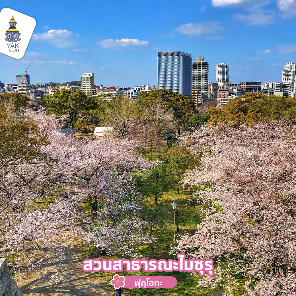 ชมซากุระที่ญี่ปุ่น ไมซุรุ