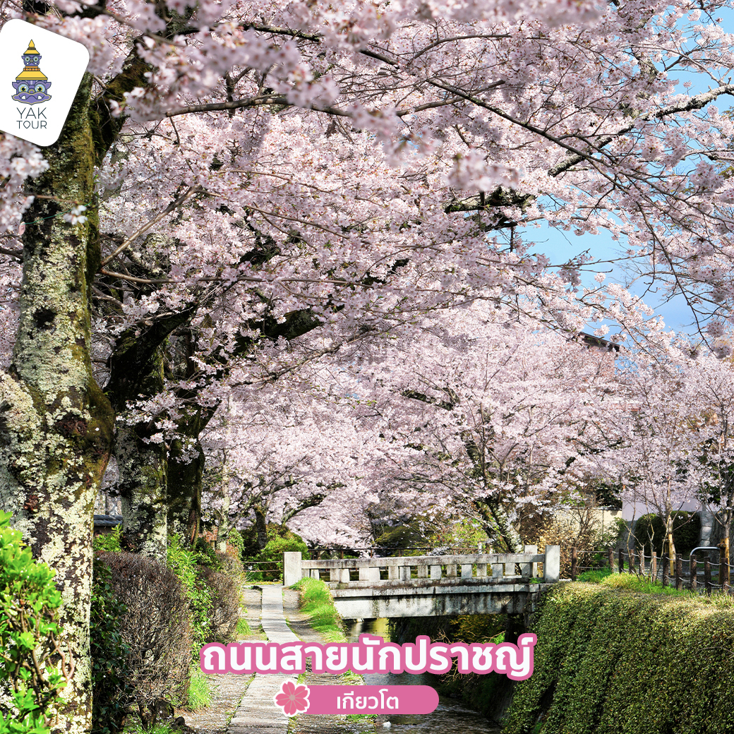 ชมซากุระที่ถนนสายนักปราชญ์ ญี่ปุ่น
