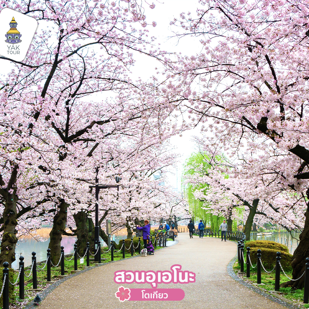 เที่ยวญี่ปุ่น ชมซากุระที่สวนอุเอโนะ
