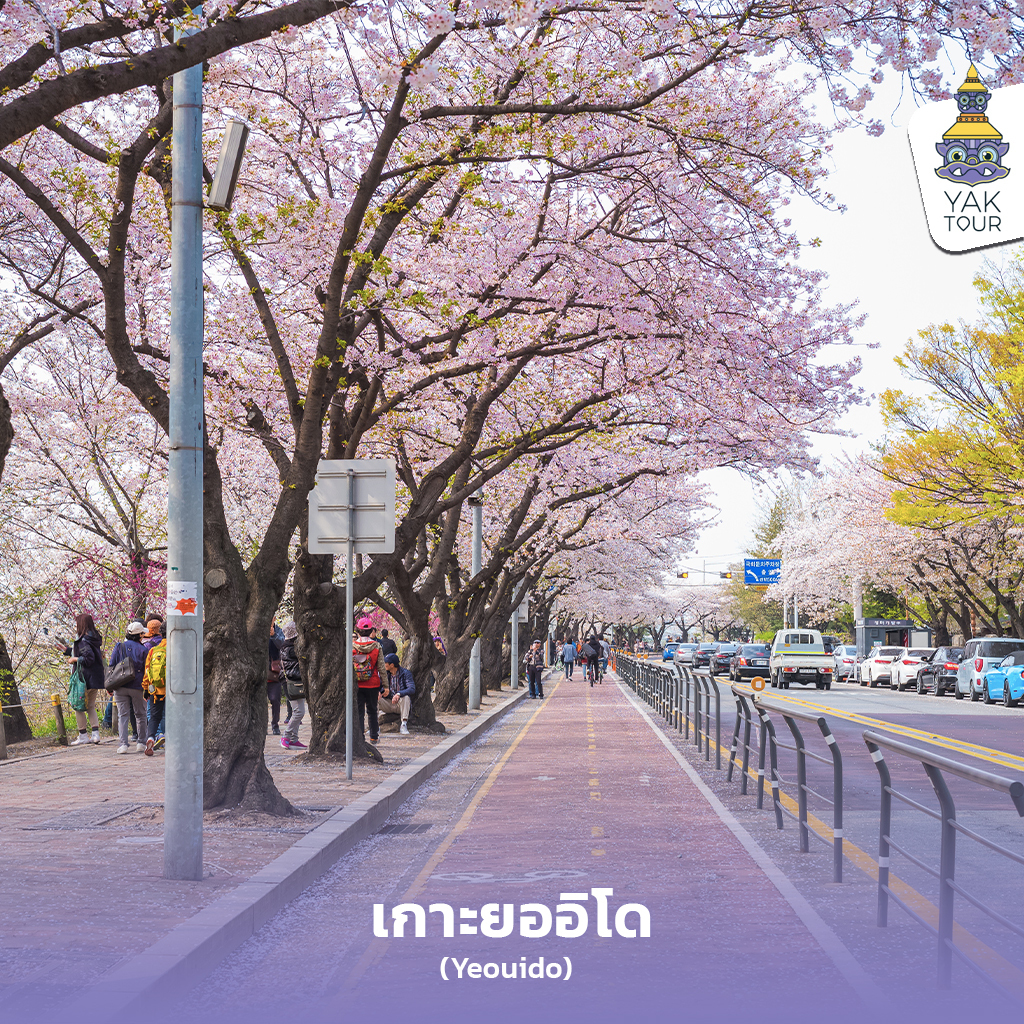 02_เที่ยวเกาหลี ชมซากุระเกาหลี