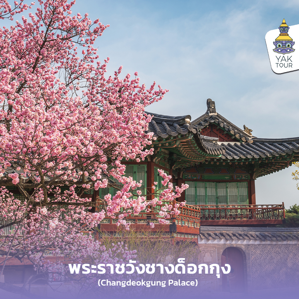 03_เที่ยวเกาหลี จุดชมซากุระเกาหลี