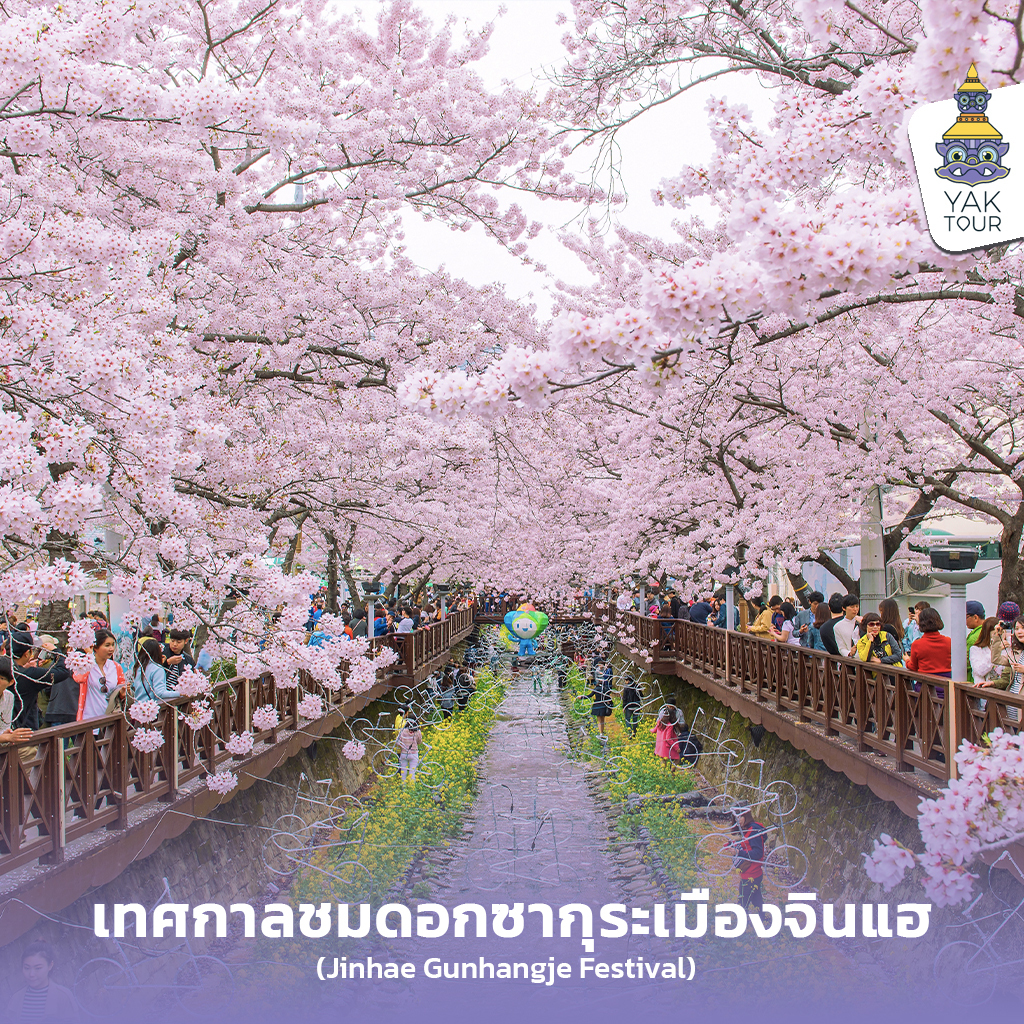 04_ทัวร์เกาหลี ชมซากุระเกาหลี