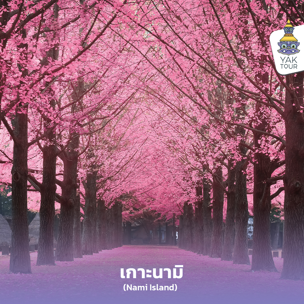 05_ทัวร์เกาหลี จุดชมซากุระเกาหลี
