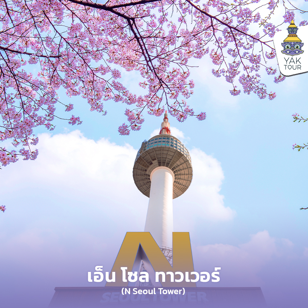 เที่ยวเกาหลี ชมซากุระเกาหลี