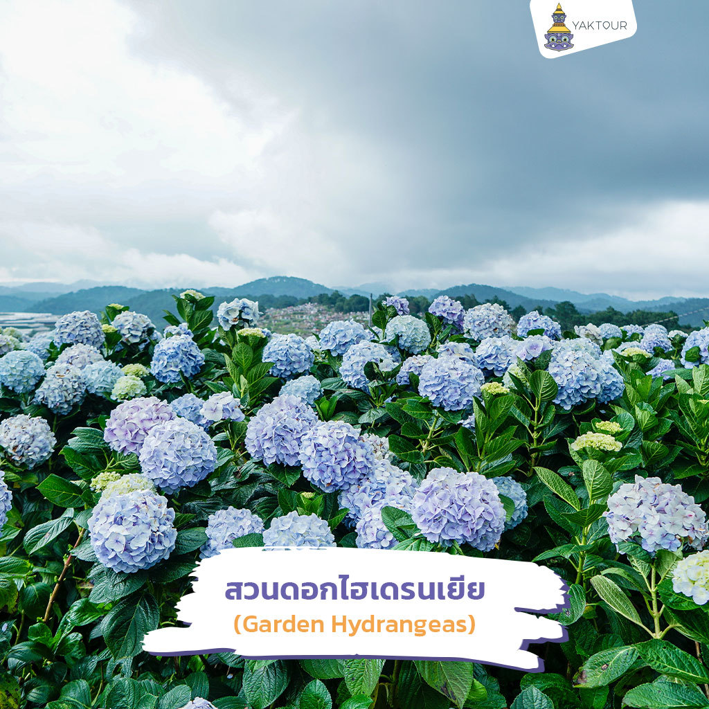 เที่ยวดาลัด สวนดอกไฮเดรนเยีย
