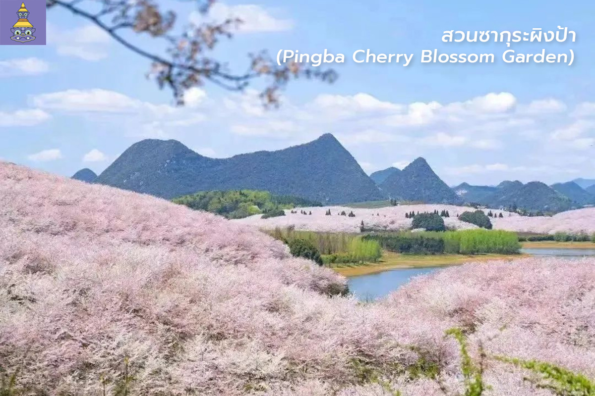 ที่ท่องเที่ยวจีน-สวนซากุระผิงป้า-ยักษ์ทัวร์